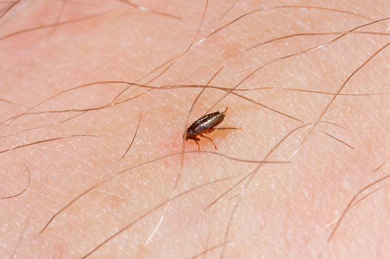 Flea Pest Control in Derby Derbyshire