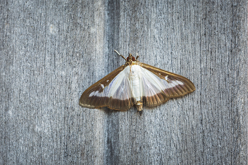 Moth Pest Control in Derby Derbyshire